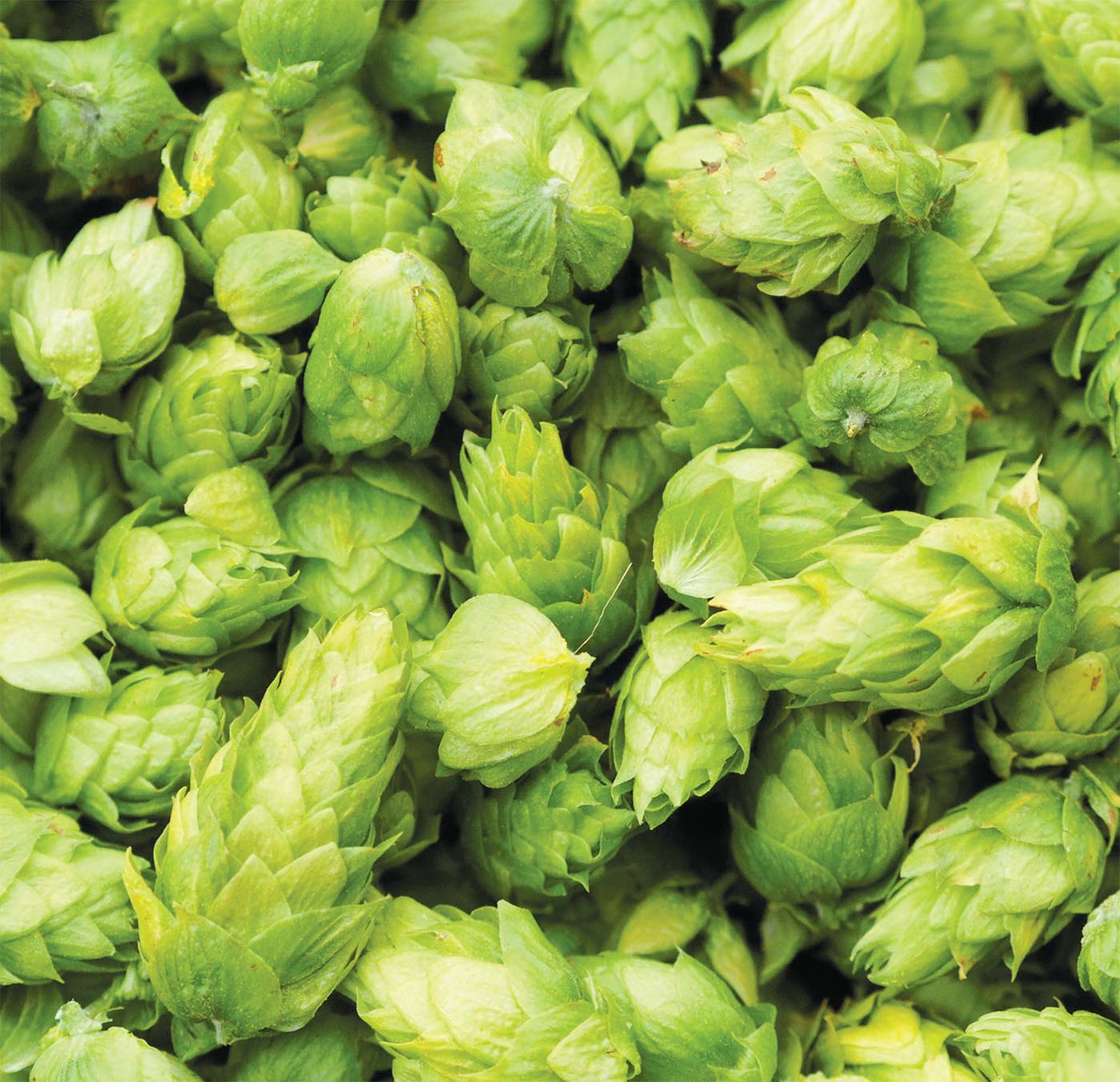 Hop Cones (Leaf Hops) Supplied Vacuum Packed in Heavy Duty Resealable Pouch - Challenger 50g